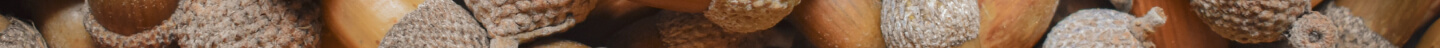 defualt banner image